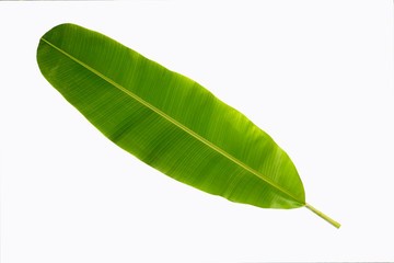 green banana leaf isolated on white background