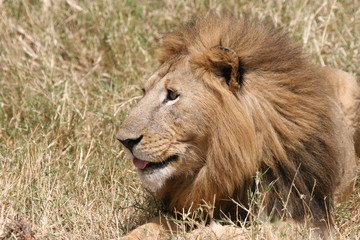close up head of a lion
