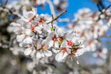 Obraz premium Almonds blossom in Madrid (Quinta de los Molinos Park)