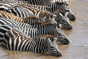 Fototapeta na wymiar large group of zebras drinking together