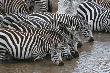 Fototapeta na wymiar zebras at a watering hole
