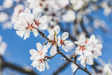 Almonds blossom in Madrid (Quinta de los Molinos Park)