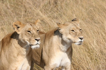 two female lionesses watching very keenly