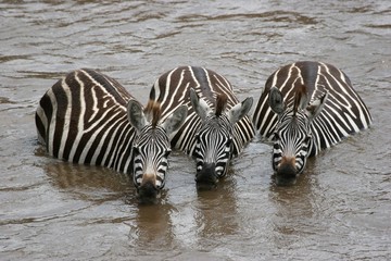 Fototapeta na wymiar zebras in the water