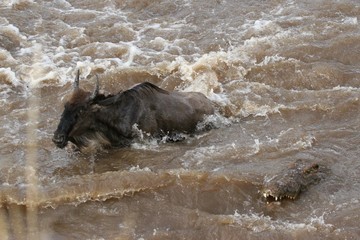 wildebeest swmming as a crocodile swim on the side