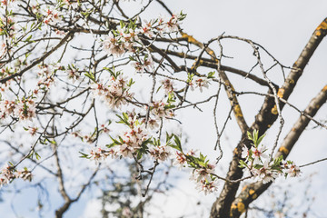 Almonds blossom in Madrid (Quinta de los Molinos Park)