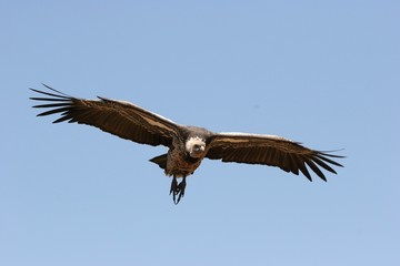 white backed vulture flying