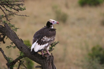 vulture in the serengeti