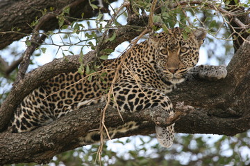 leopard in tree