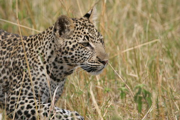 Fototapeta na wymiar close up face of a leopard