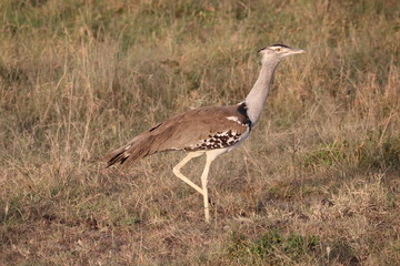 kori bustard walking in the bush
