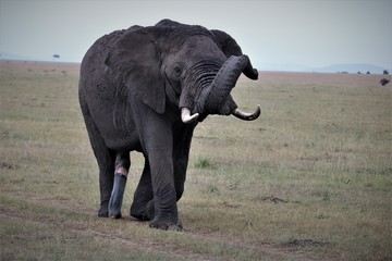 A bull elephant in musth