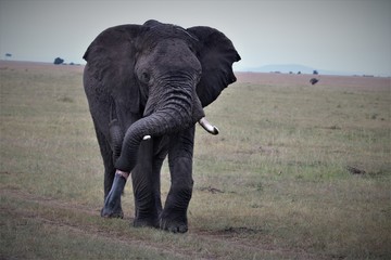 A big male elephant showing his reproductive organ