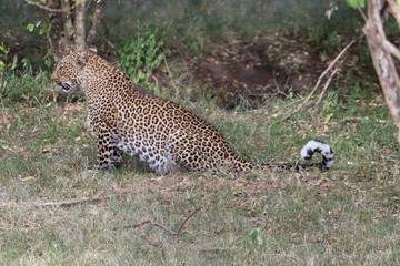 leopard sitting down