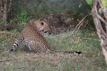 leopard stalking a prey