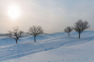Fototapeta na wymiar Barren trees on a snow covered landscape