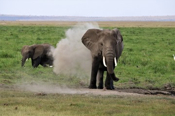 Elephant dusting himself