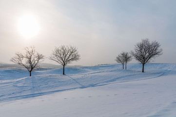 Barren trees on a snow covered landscape