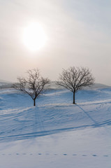 Fototapeta na wymiar Barren trees on a snow covered landscape
