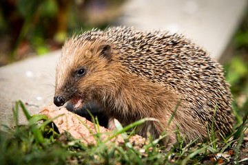 Ein Igel beim Fressen