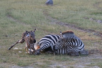 zebra in the process of giving birth
