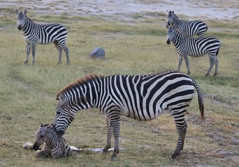 Fototapeta na wymiar Zebra which has just given birth