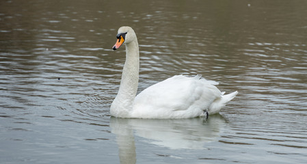 Swan making waves on the lake