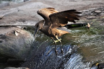 harmmerkop hunting fish in a small river