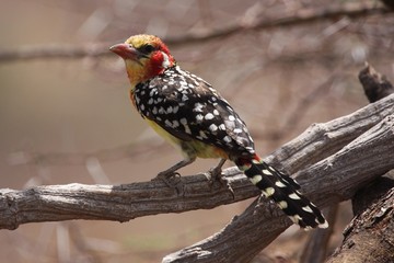 Red and yellow barbet