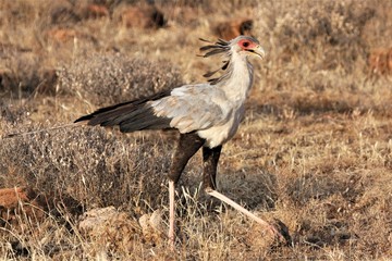 secretary bird showing the crest