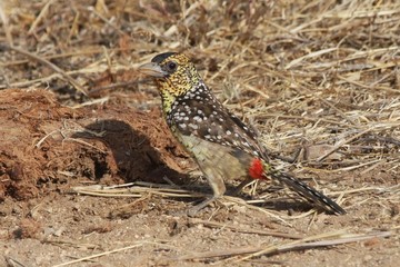 red and yellow barbet close up