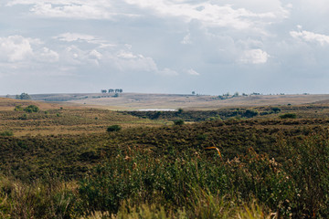 landscape with green field and blue sky