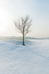 Fototapeta na wymiar Barren trees on a snow covered landscape in Waterbury Center Vermont