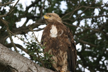 Towny eagle close up perched on a tree
