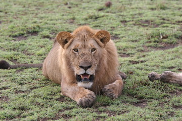 Fototapeta na wymiar Young lion watching keenly at the camera