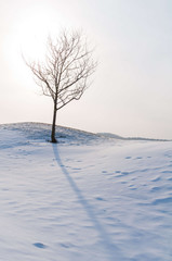 Barren trees on a snow covered landscape in Waterbury Center Vermont