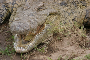 Close up of a crocodile face