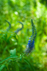wild flowers with an ear of blue in the forest. one flower close-up, the rest blurred in the background.