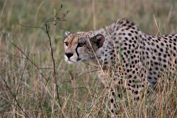cheetah stalking a prey