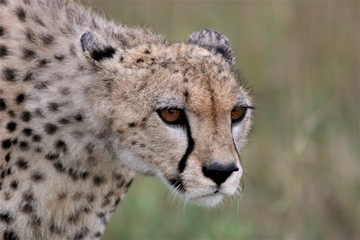 close up of the face of a cheetah