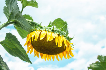 large sunflower with seeds hanging over the ground