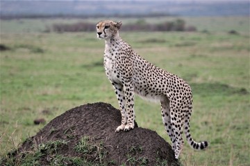 cheetah on an anthill