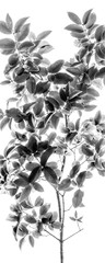 fine art de plantas brasileiras em preto e branco