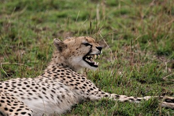 cheetah yawning in the wild