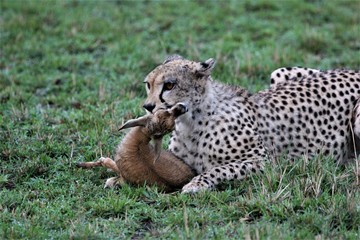cheetah killing a small gazelle