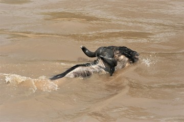 wildebeest swimming alone