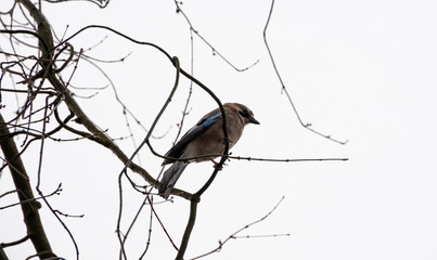 Eurasian jay sitting on a branch
