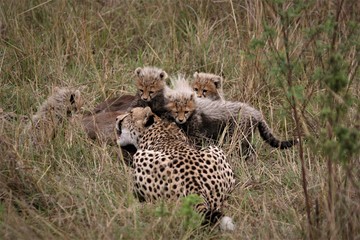 cheetah on the ground with cubs