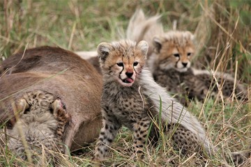 cheetah and cubs