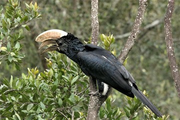 silvercheeked hornbill sideview